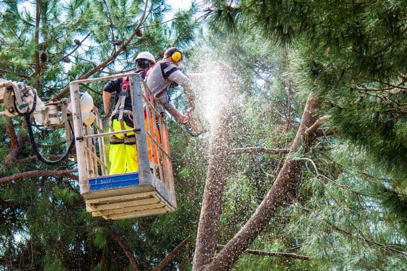 Local Trees Clearing pros at work