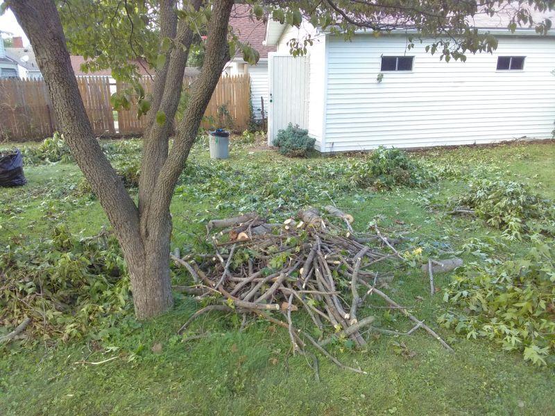 Trees Clearing
