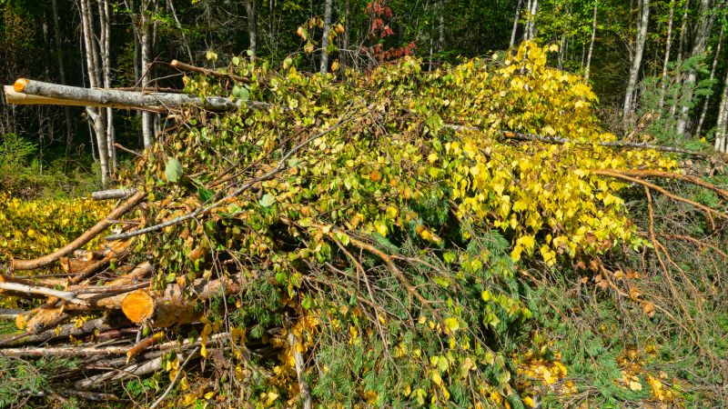 Trees Clearing
