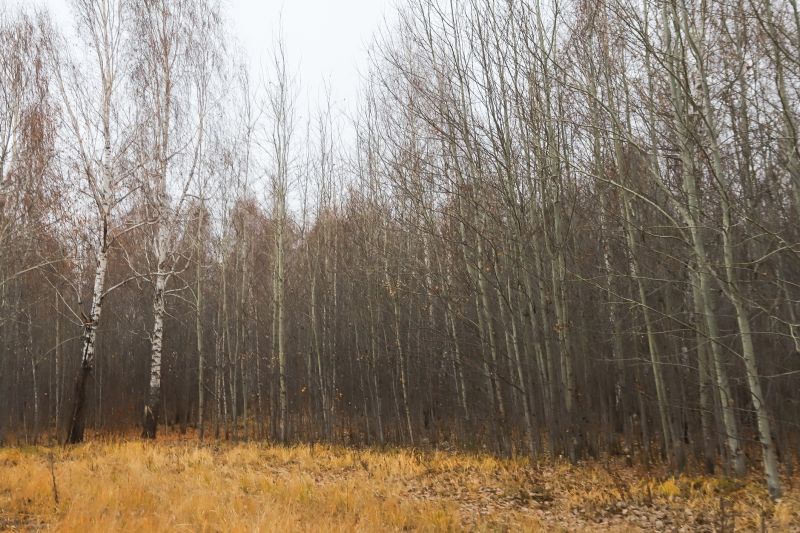 Trees Clearing