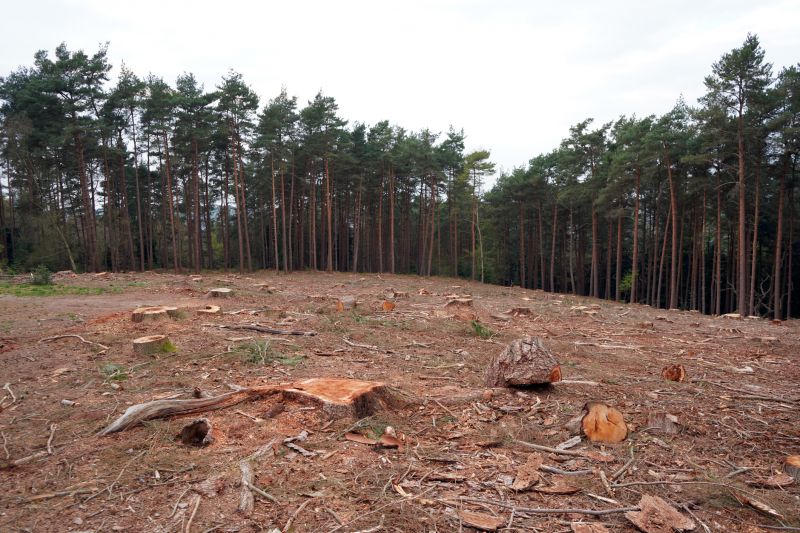 Tree Size and Density