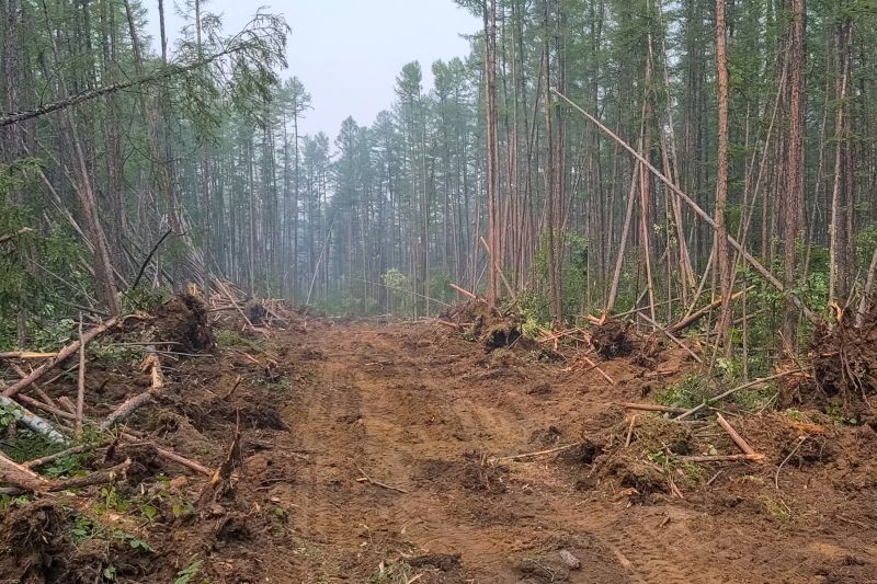 Trees Clearing in Gwinnett County, GA
