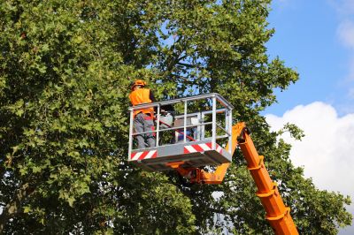 Municipal Tree Services
