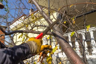 Private Property Tree Service